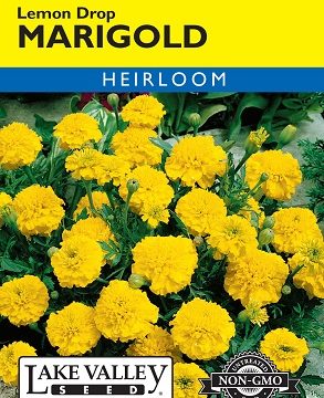 MARIGOLD LEMON DROP