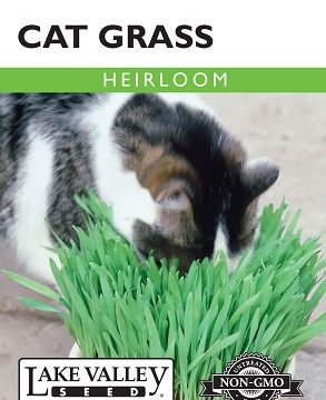 CAT GRASS