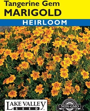 MARIGOLD TANGERINE GEM