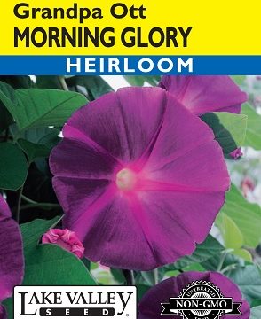 MORNING GLORY GRANDPA OTT