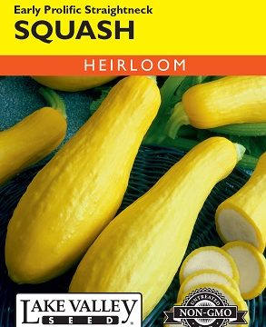 SQUASH SUMMER EARLY PROLIFIC STRAIGHTNECK