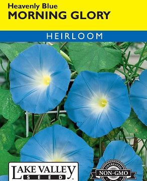 MORNING GLORY HEAVENLY BLUE
