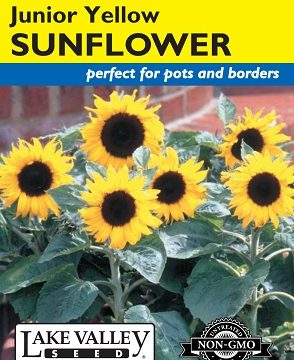 SUNFLOWER JUNIOR YELLOW HYBRID