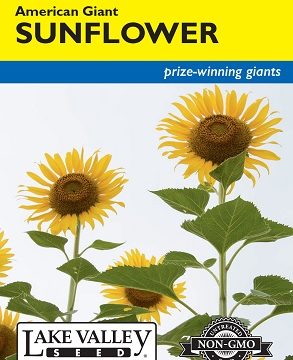 SUNFLOWER AMERICAN GIANT YELLOW HYBRID