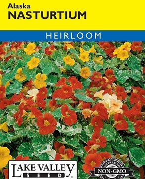 NASTURTIUM ALASKA MIXED COLORS