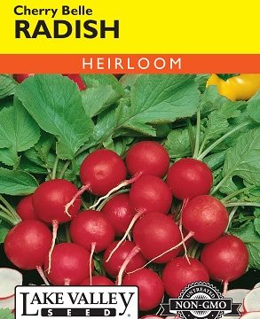 RADISH CHERRY BELLE