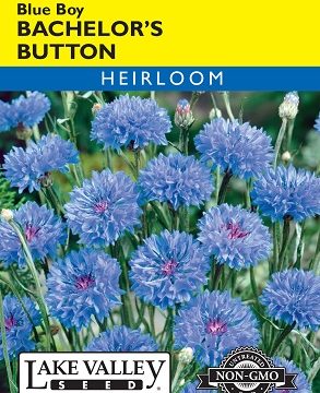BACHELOR BUTTON BLUE BOY