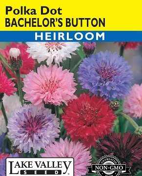 BACHELOR BUTTON POLKA DOT MIX