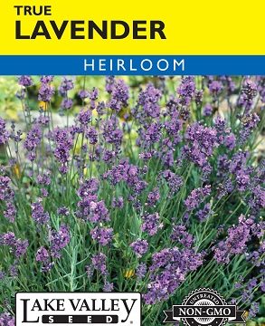 LAVENDER TRUE