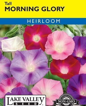 MORNING GLORY TALL MIXED COLORS