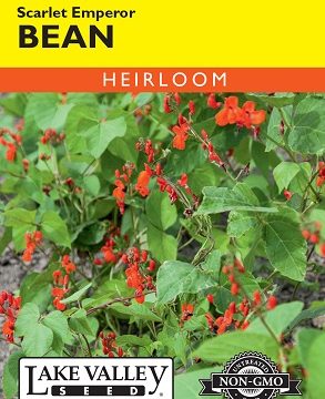 BEAN POLE SCARLET EMPEROR