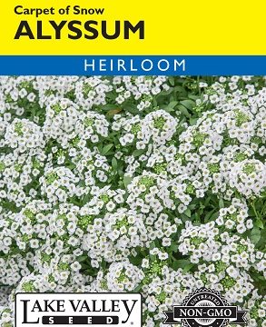 ALYSSUM CARPET OF SNOW