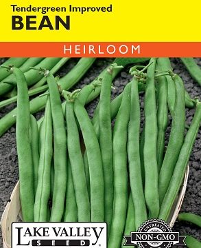 BEAN BUSH TENDERGREEN