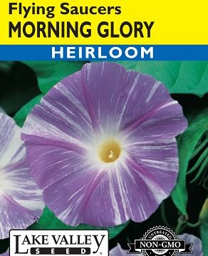 MORNING GLORY FLYING SAUCERS