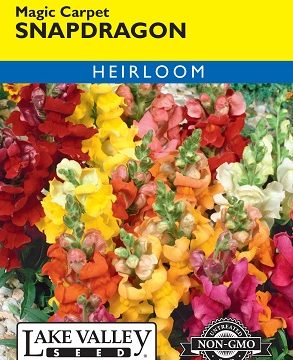 SNAPDRAGON DWARF MAGIC CARPET MIXED COLORS