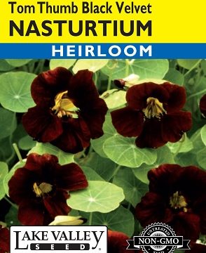 NASTURTIUM TOM THUMB BLACK VELVET