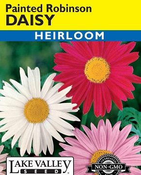 DAISY PAINTED ROBINSON MIXED COLORS