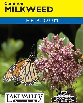 COMMON MILKWEED