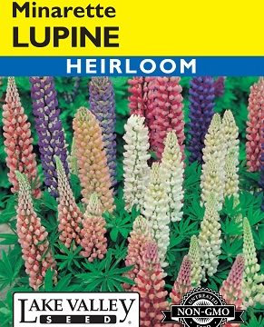 LUPINE MINARETTE DWARF MIXED COLORS