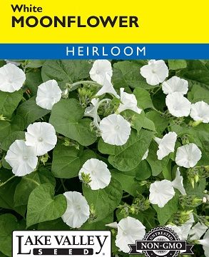 MOONFLOWER WHITE