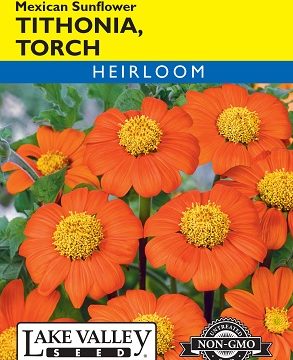 TITHONIA TORCH, MEXICAN SUNFLOWER