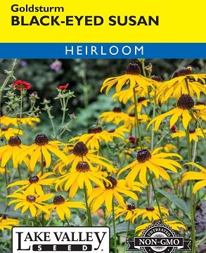 BLACK EYED SUSAN GOLDSTURM