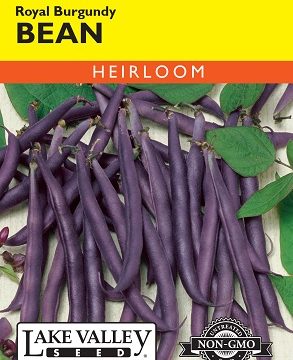 BEAN BUSH ROYAL BURGUNDY