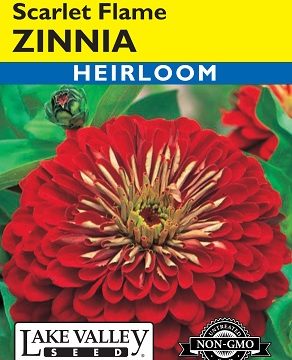 ZINNIA SCARLET FLAME