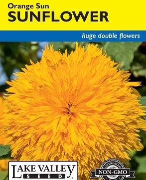 SUNFLOWER ORANGE SUN DOUBLE