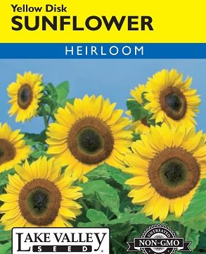 SUNFLOWER YELLOW DISK