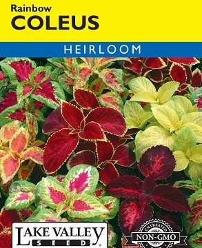 COLEUS RAINBOW MIX