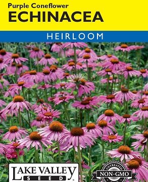 ECHINACEA PURPLE CONEFLOWER