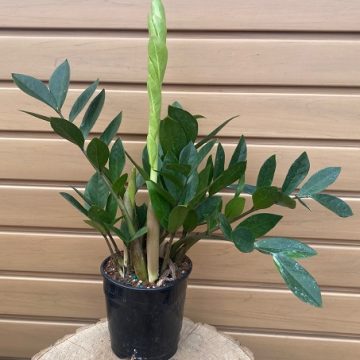 ZAMIOCULCAS- 5"