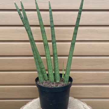 Sansevieria cylindrica- 6"