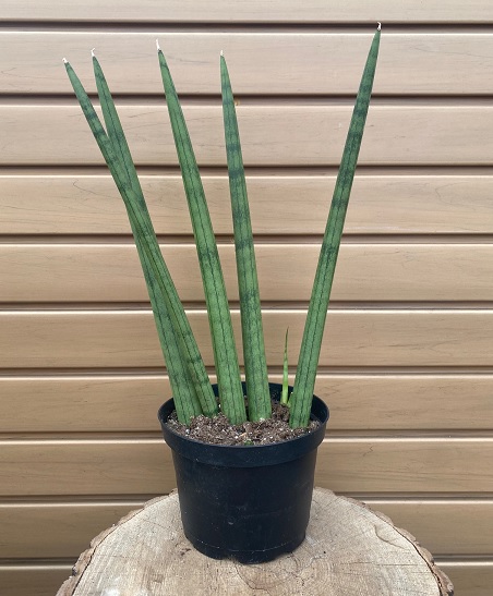 product-83962-1759501249-SANSE6CY