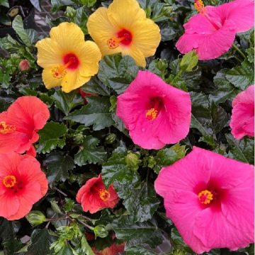TRADEWINDS® HIBISCUS BUSH, ASSORTED COLORS- 10"