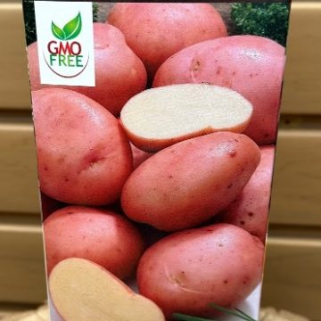 SEED POTATOES DARK RED NORLAND- QUANTITY 6