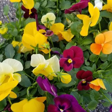 Viola ColorMax Mix - 4 pak