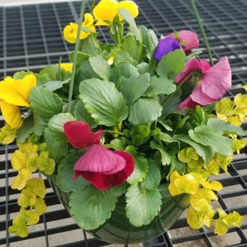 Pansy Combination Mix - 10" Hanging Basket