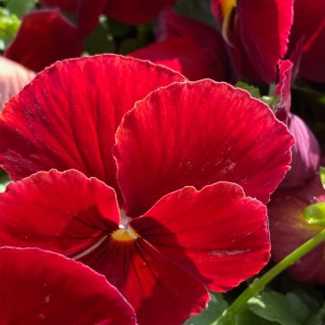 Pansy Spring Matrix™ Scarlet - 4 pak