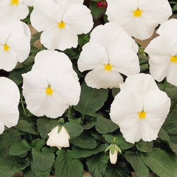 Pansy Spring Matrix™ White - 4 pak