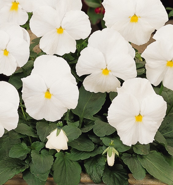 product-84854-1759497790-PANSPR401-804