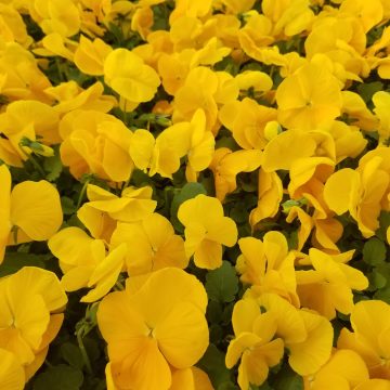Pansy Spring Matrix™ Yellow - 4 pak