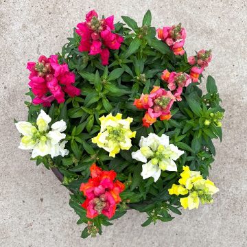 Snapdragon Candy Tops Mix- 14" Bowl