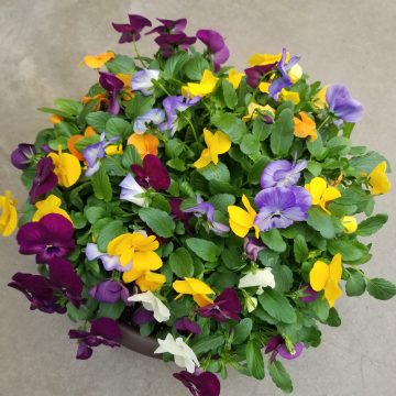 Viola ColorMax Mix- 14" Bowl