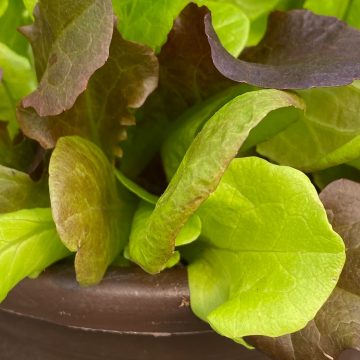 Lettuce SimplySalad® Summer Picnic Mix - 15" Oval