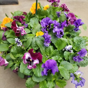 Pansy Frizzle Sizzle Formula Mix- 14" Bowl