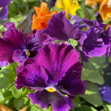 Pansy Frizzle Sizzle Formula Mix - 15" Oval