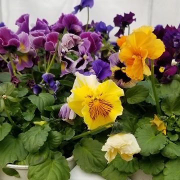 Pansy Frizzle Sizzle Formula Mix - 4 1/3" Pot