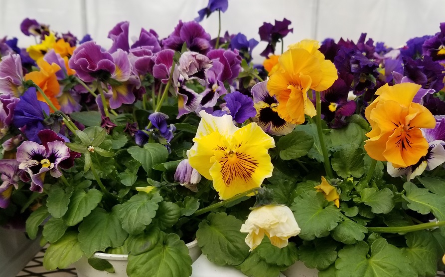 product-84865-1759497694-PANFRI902-43WP